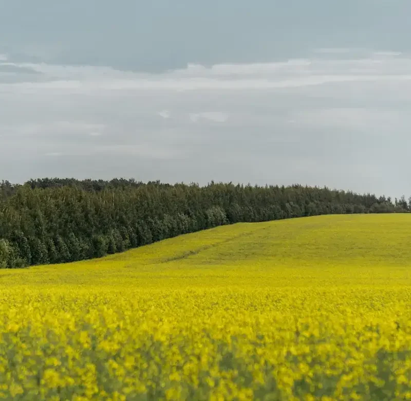 Imagen de un campo de flores amarillas, al final se puede observar un bosque