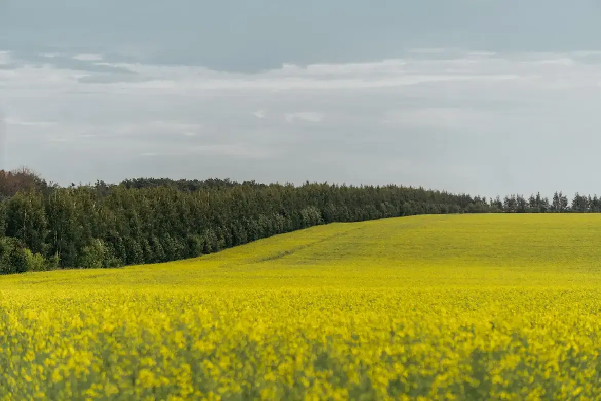 Imagen de un campo de flores amarillas, al final se puede observar un bosque