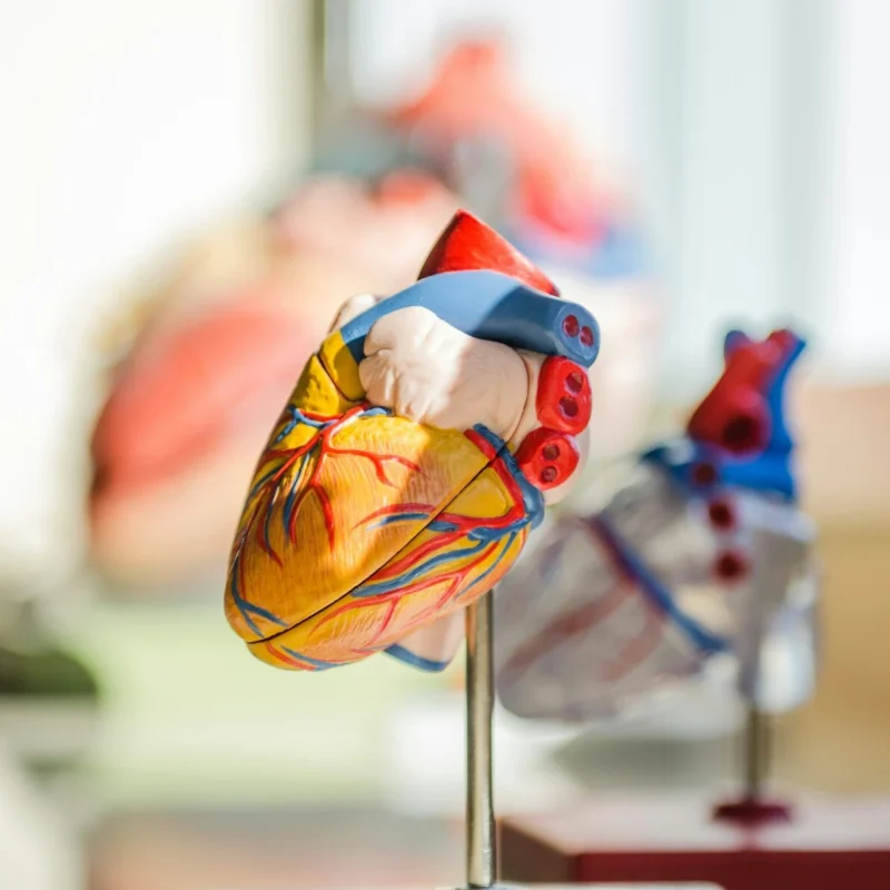 Modelo anatómico de un corazón humano con arterias y venas resaltadas en colores, usado para explicar la salud cardiovascular